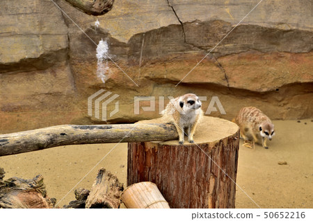 Yokohama zoorasia zoo cute face meerkat 50652216