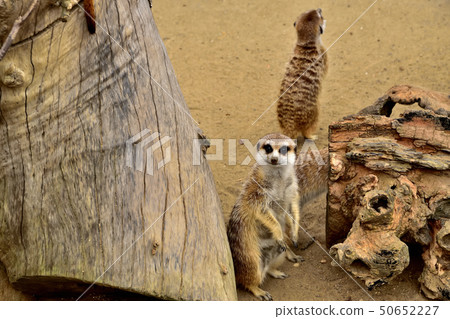 Yokohama zoorasia zoo cute face meerkat 50652227