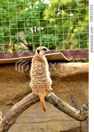 Yokohama zoorasia zoo cute face meerkat 50652501