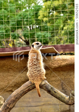 Yokohama zoorasia zoo cute face meerkat 50652503