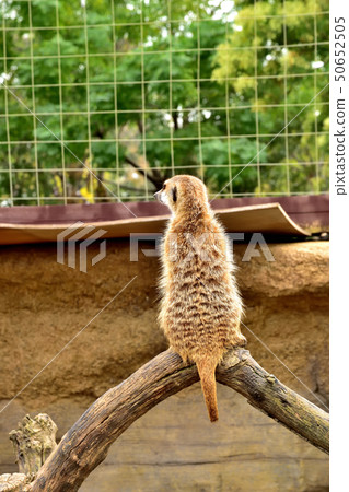Yokohama zoorasia zoo cute face meerkat 50652505