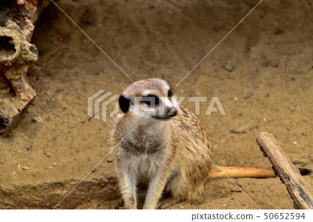 橫濱zoorasia動物園逗人喜愛的面孔貓鼬 50652594