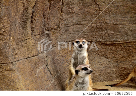 Yokohama zoorasia zoo cute face meerkat 50652595