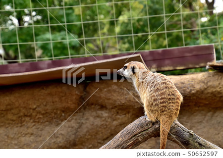 Yokohama zoorasia zoo cute face meerkat 50652597