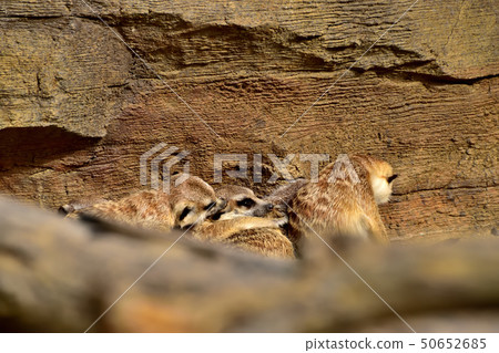 Yokohama zoorasia zoo cute face meerkat Yokohama zoorasia zoo cute face meerkat 50652685