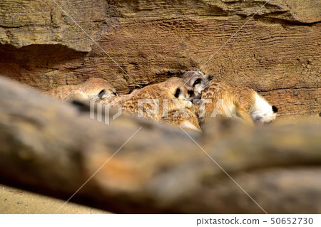 Yokohama zoorasia zoo cute face meerkat 50652730