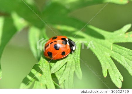 Ladybird ladybird 50652739
