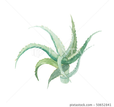 Aloe 50652841