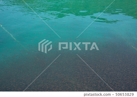 Nembutsudai羊群 50653829