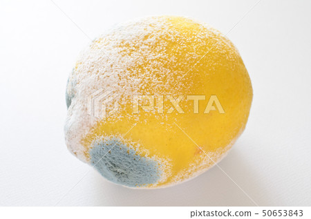 Blue mold lemon 50653843