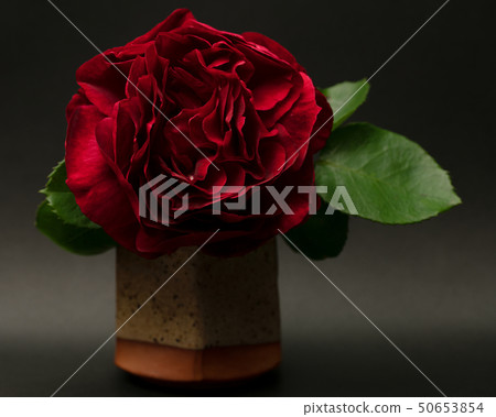 玫瑰 玫瑰 50653854