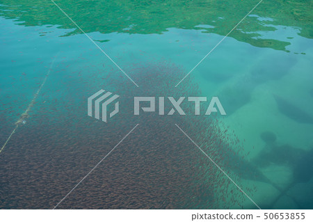 Nembutsudai羊群 50653855