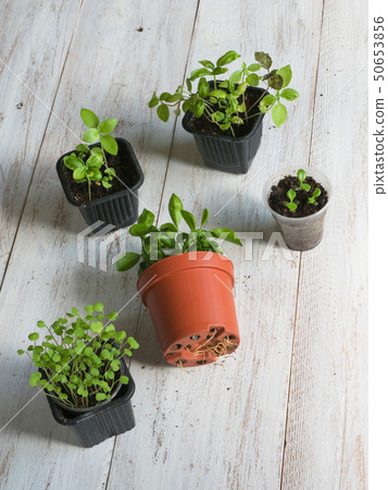 Houseplants roots begin in the bottom of the pot. 50653856