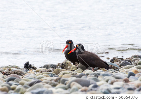 Black Oystercatcher 50654370