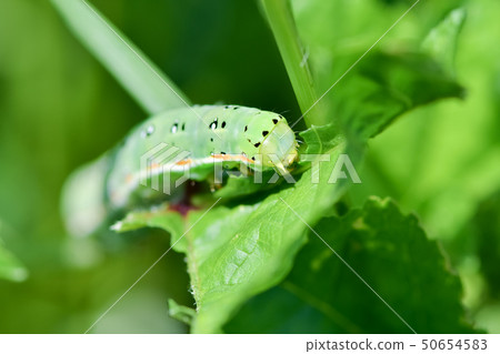 Caterpillar larvae Caterpillar larvae 50654583