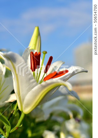 A lily flower that you can enjoy beautiful large flowers and scents in Minato Mirai Shinko Central Square 50654700