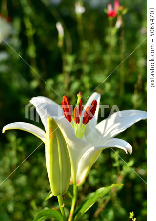 A lily flower that you can enjoy beautiful large flowers and scents in Minato Mirai Shinko Central Square A lily flower that you can enjoy beautiful large flowers and scents in Minato Mirai Shinko Central Square 50654701