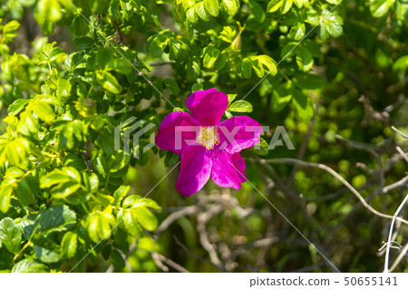 Tandong Port, Ansan City, Gyeonggi-do 50655141