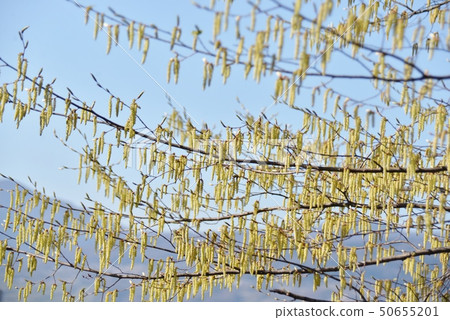 雄性花序的自殺 50655201