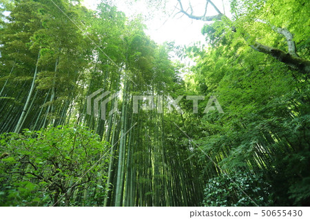  竹林 50655430