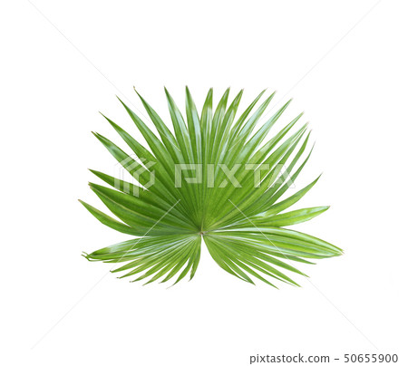 tropical nature green fan palm leaf pattern on tropical nature green fan palm leaf pattern on 50655900