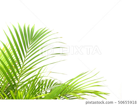 tropical green palm leaf on white wall background tropical green palm leaf on white wall background 50655918