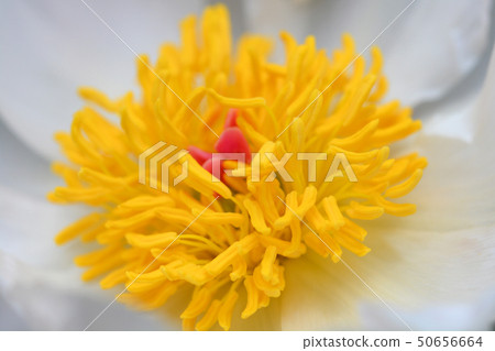 Fragrant peony 50656664