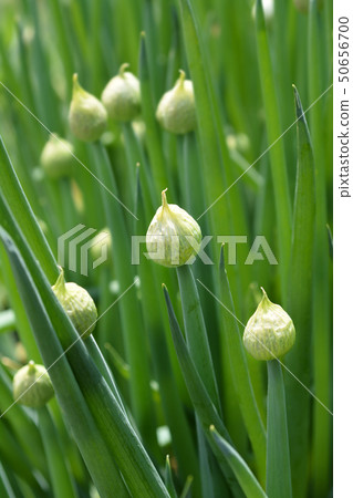 Wild onion Wild onion 50656700