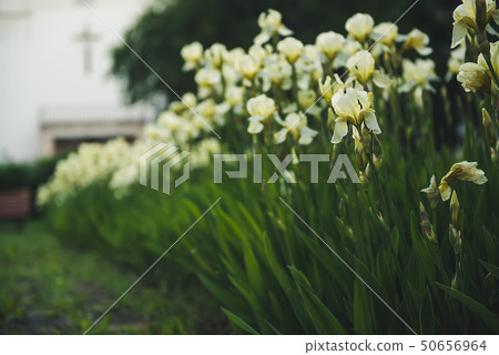 Iris flower blooming at church yard 50656964