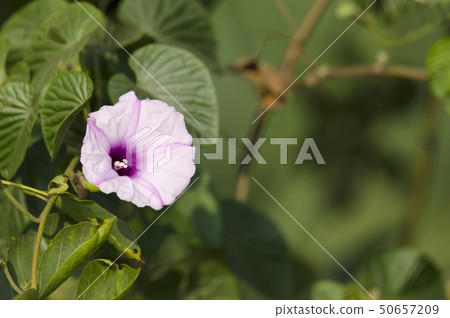 Morning glory flower, Ipomoea near Pune, India 50657209