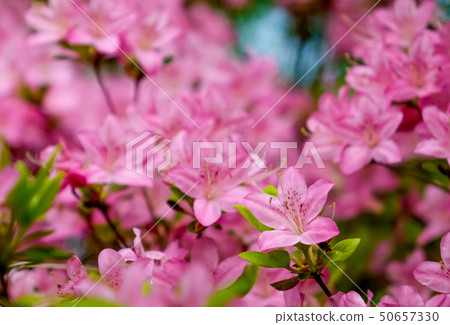 Miyama Kirishima 50657330
