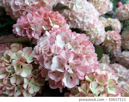 Odemari Pink 50657521