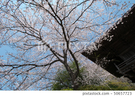 Sakura of Kamiyama mountain clinic Sakura of Kamiyama mountain clinic 50657723