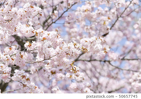 Ezo Yamazakura盛開 50657745