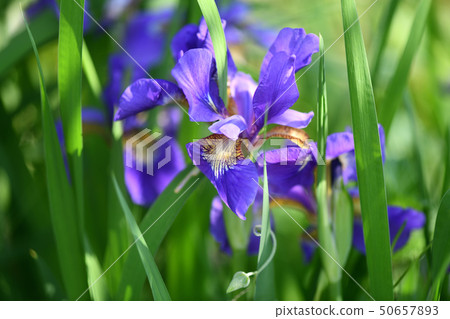 Early summer iris Early summer iris 50657893
