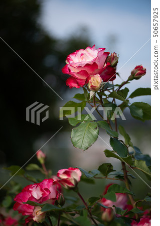 花 50657925