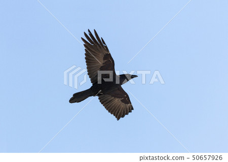 Common Raven Common Raven 50657926