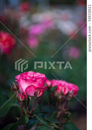 花 花 50658021