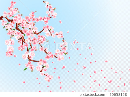 Sakura. Branches with pastel flowers, leaves and cherry buds. Cherry Petals. Transparent Background 50658138