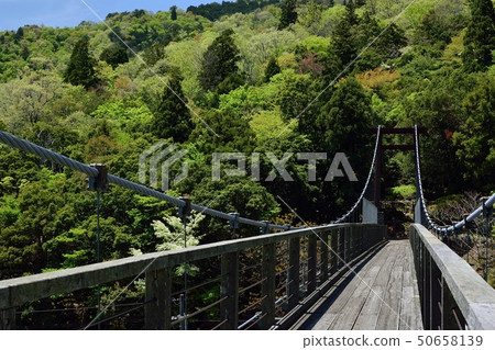 吊橋在Oe鎮，Fukuchiyama市，京都 50658139