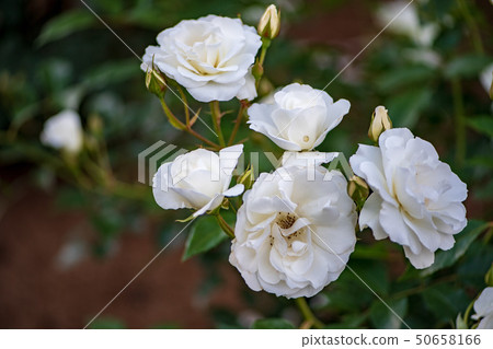 Flowers 50658166