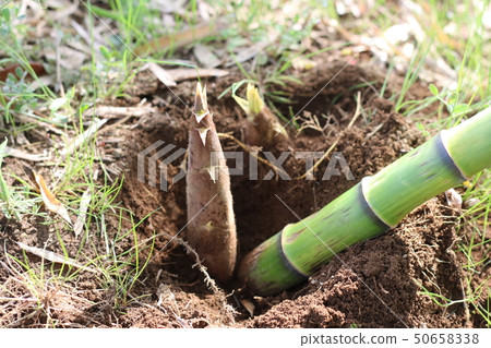 Bamboo shoots Bamboo shoots 50658338