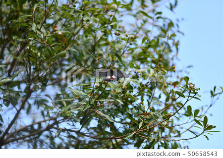 基於山桃樹的Nagasakihaha 基於山桃樹的Nagasakihaha 50658543