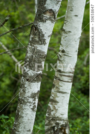 closeup of white birch trunk in the forest closeup of white birch trunk in the forest 50658647