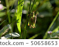 Grasshopper 50658653