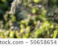 Spider web 50658654