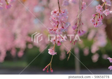 Cherry Blossoms	 50658778