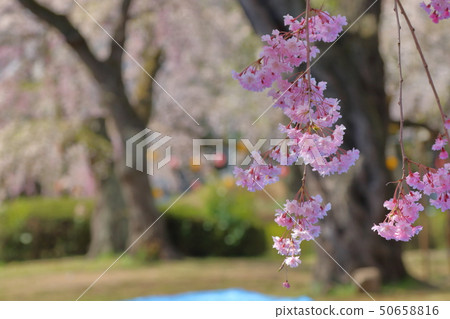 櫻桃樹 櫻桃樹 50658816