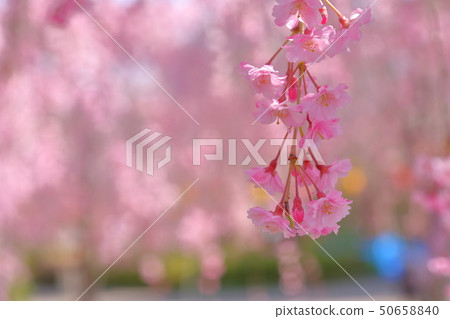 櫻桃樹 50658840