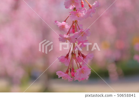 Cherry Blossoms	 50658841